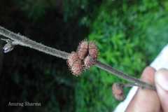 Triumfetta pentandra